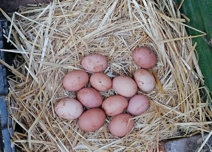 Casa Monte Domek alpejski